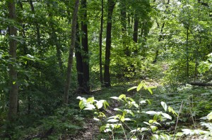 Trail leading to mound from the east