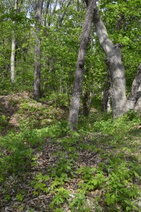 mound by Ken